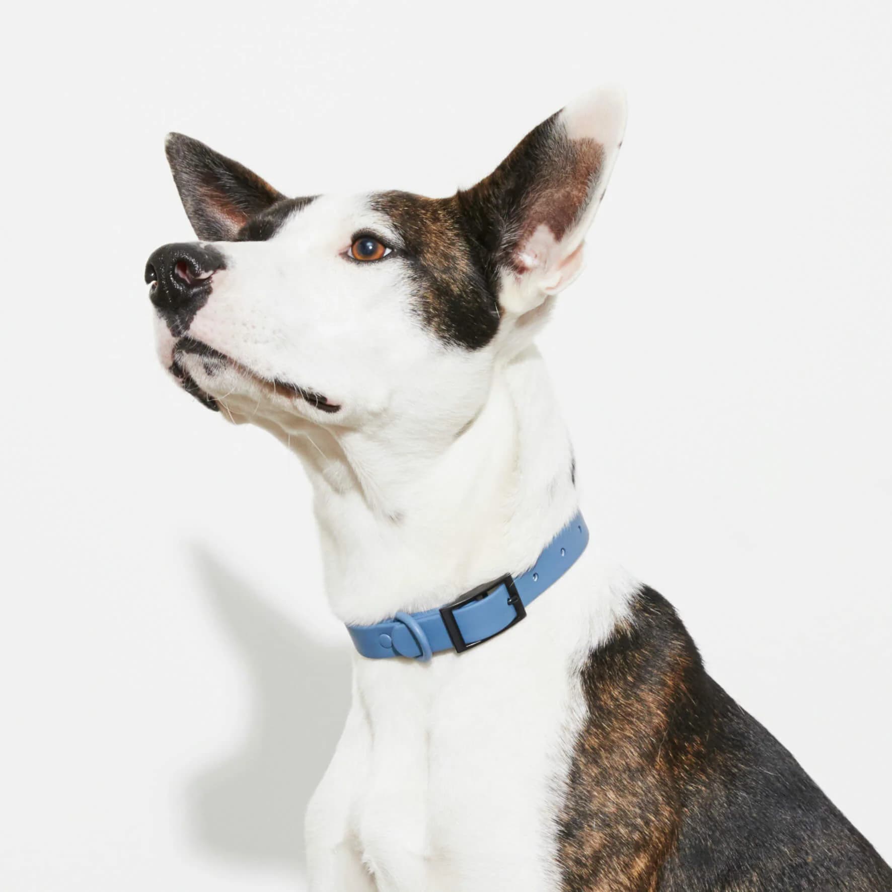 Blue Waterproof Collar - Image 1