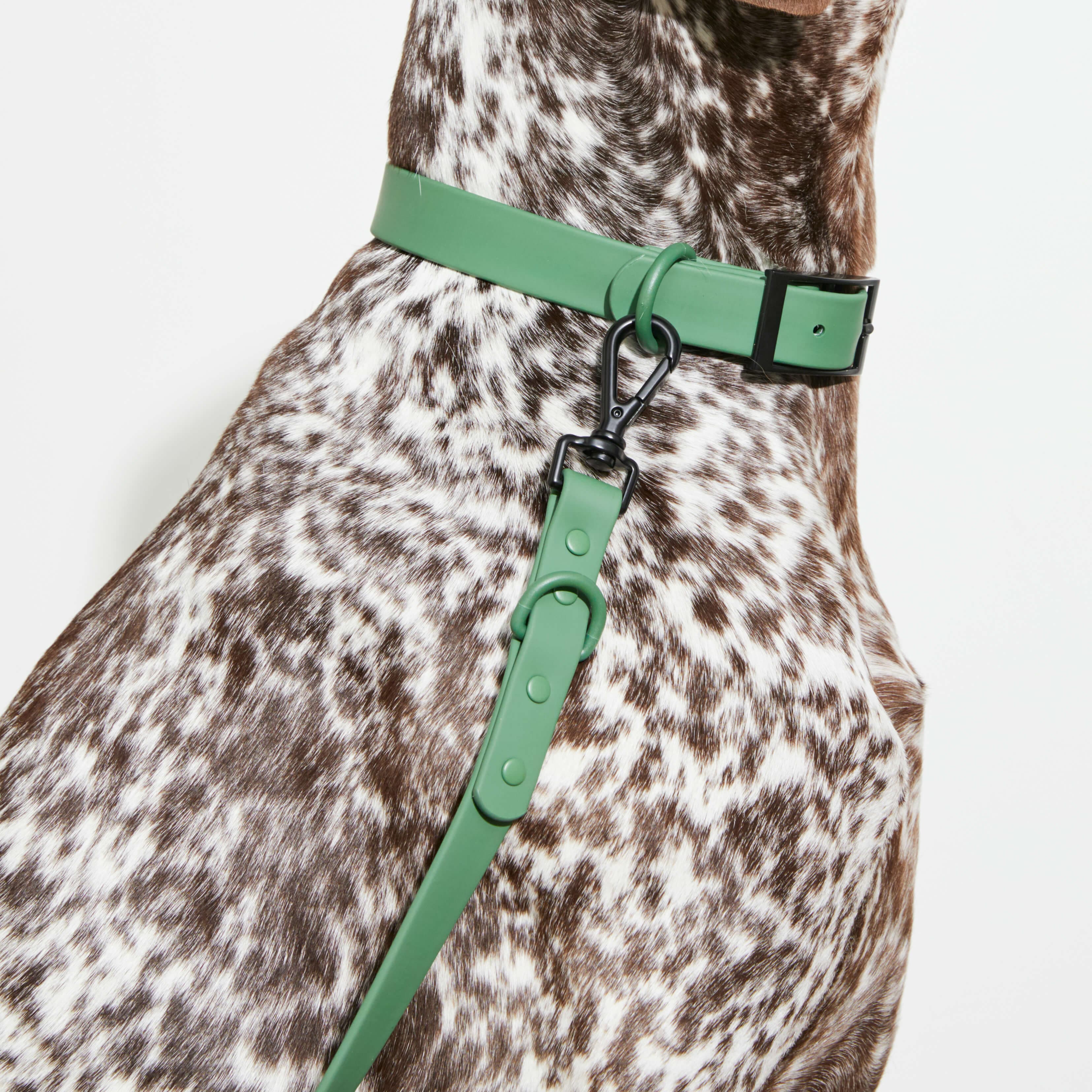 Yonder green dog collar
