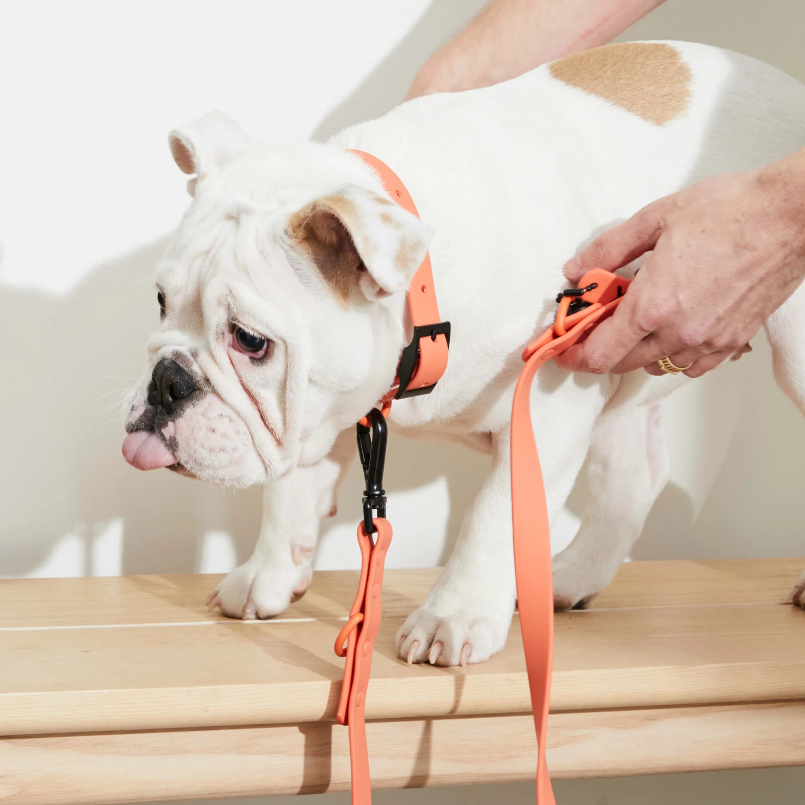 Peach Waterproof Collar - Image 1