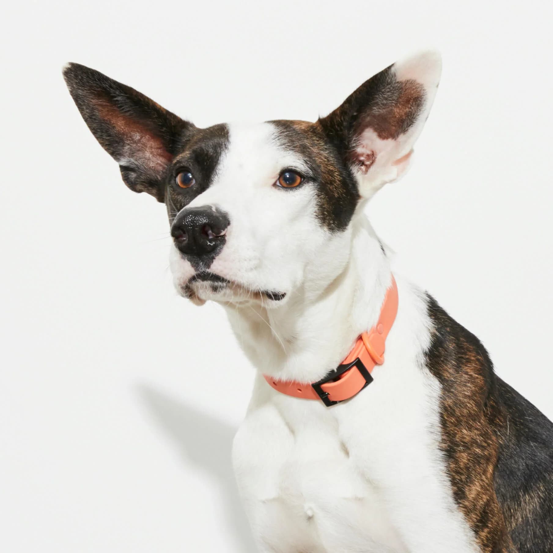 Peach Waterproof Collar - Image 2