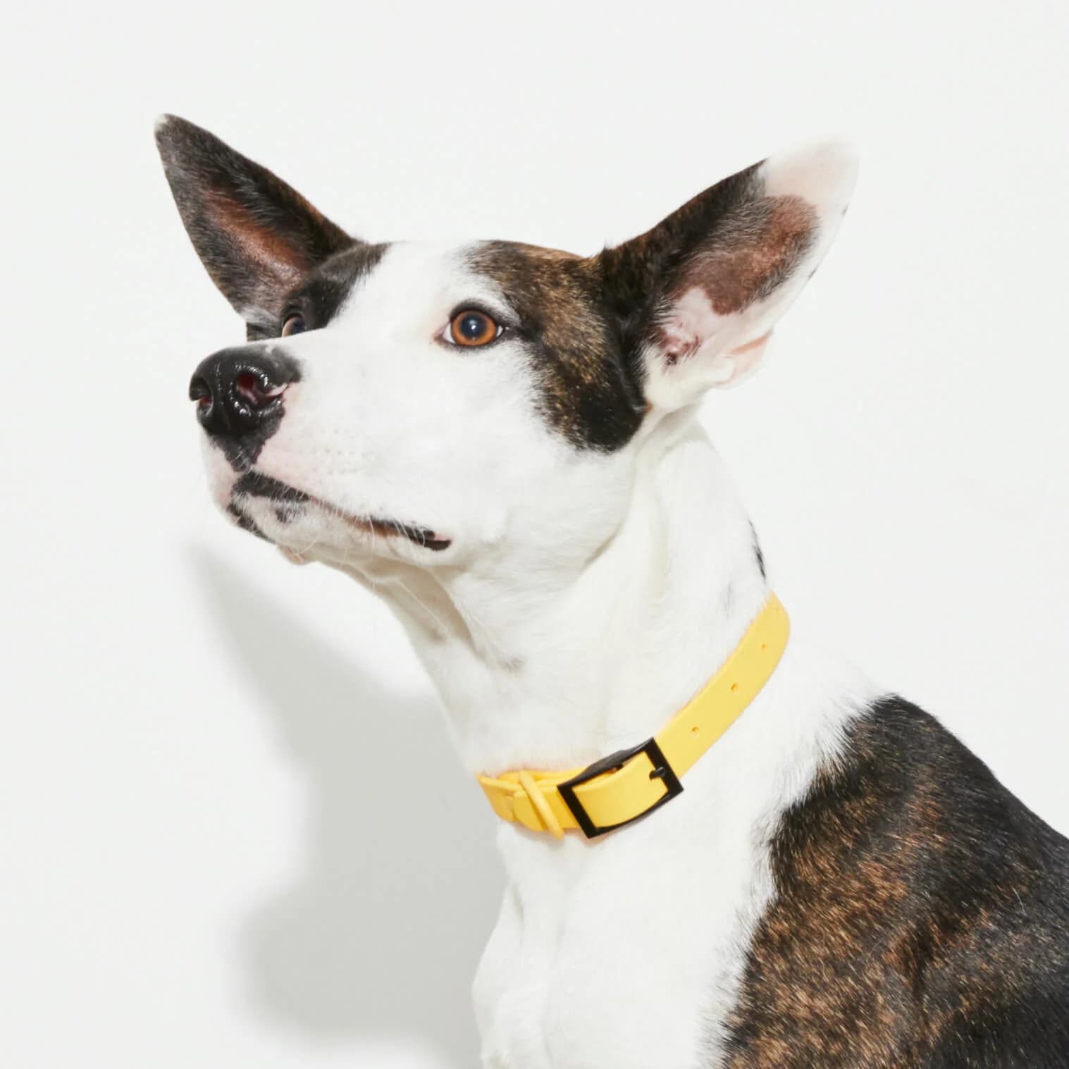 Yellow Waterproof Collar - Image 1