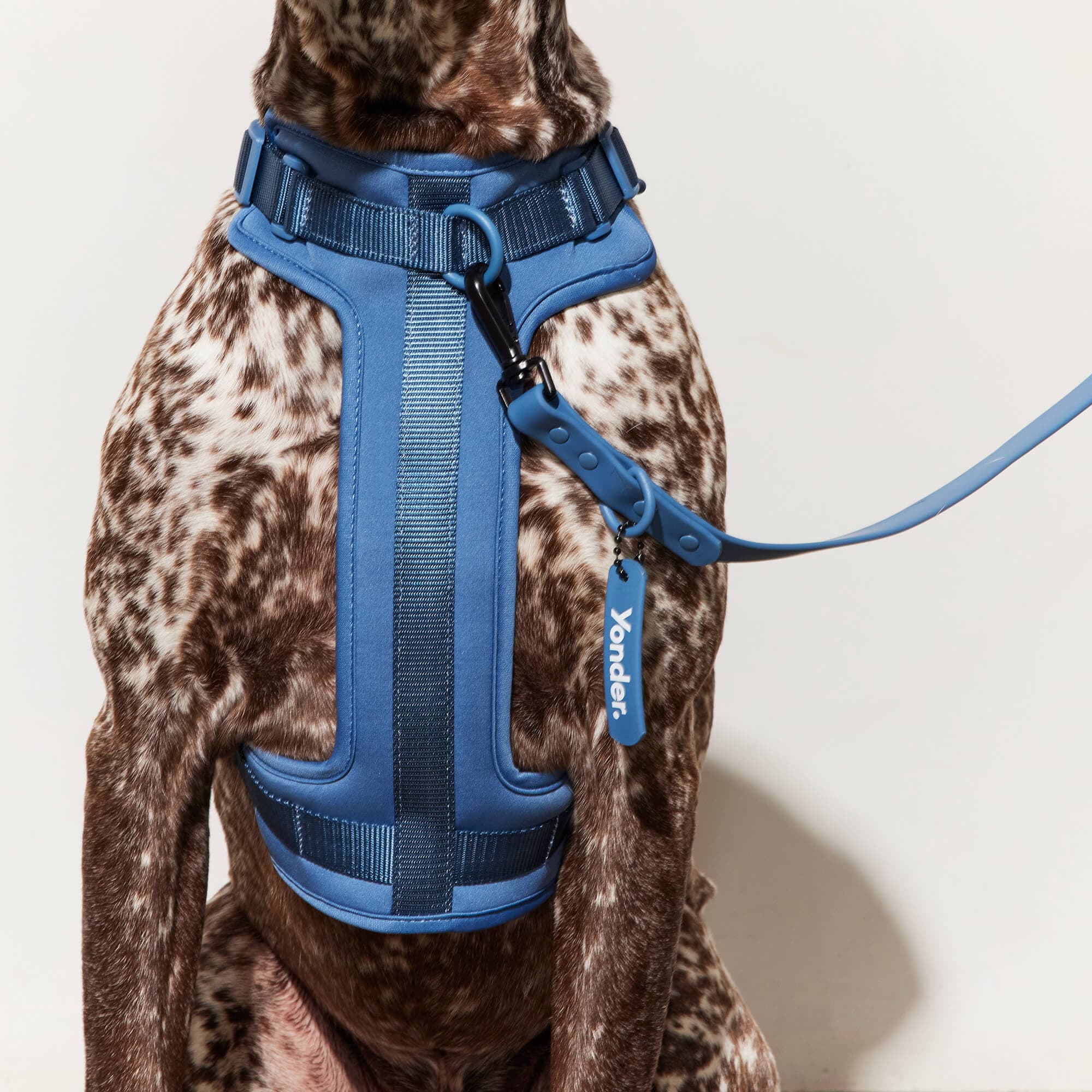 Yonder blue dog harness