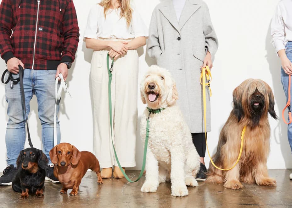 Adventure Ready: Partnering with Yonder for Your Dog's Gear